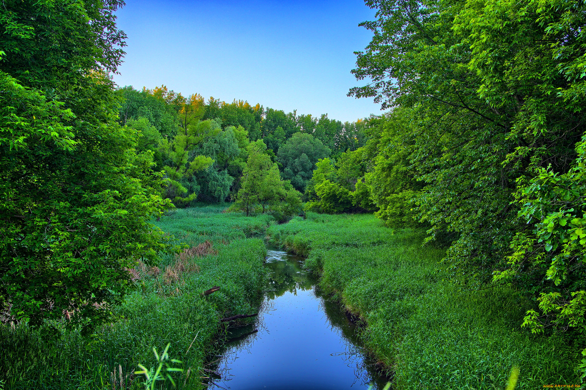 лето лес река природа